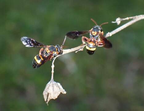 Image of Nomada fervida Smith 1854