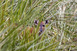 Image of Sitatunga