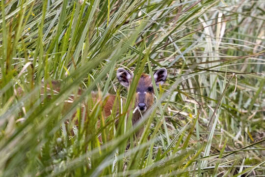 Image of Sitatunga