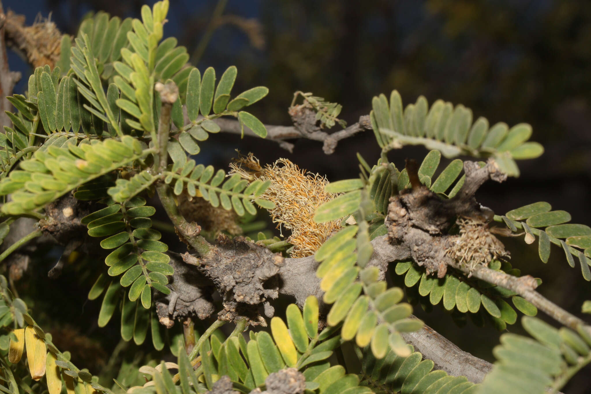 Image of Prosopis calderensis