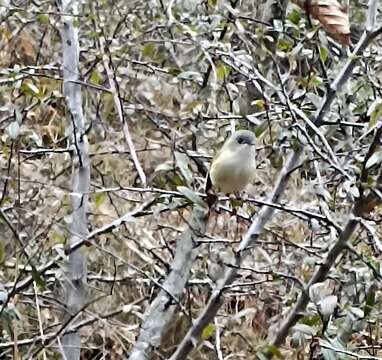 Image of Green Shrike Babbler