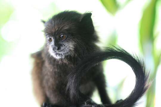 Image of brown-mantled tamarin