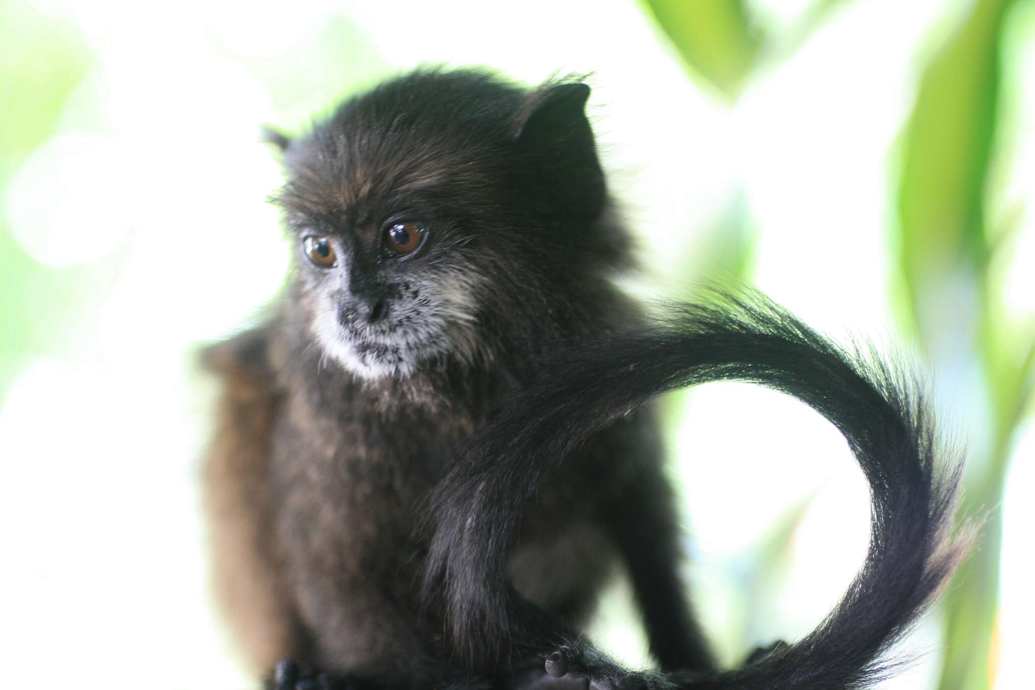 Image de Tamarin à manteau rouge