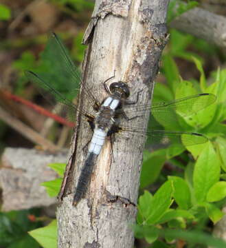 Image of Chalk-fronted Corporal