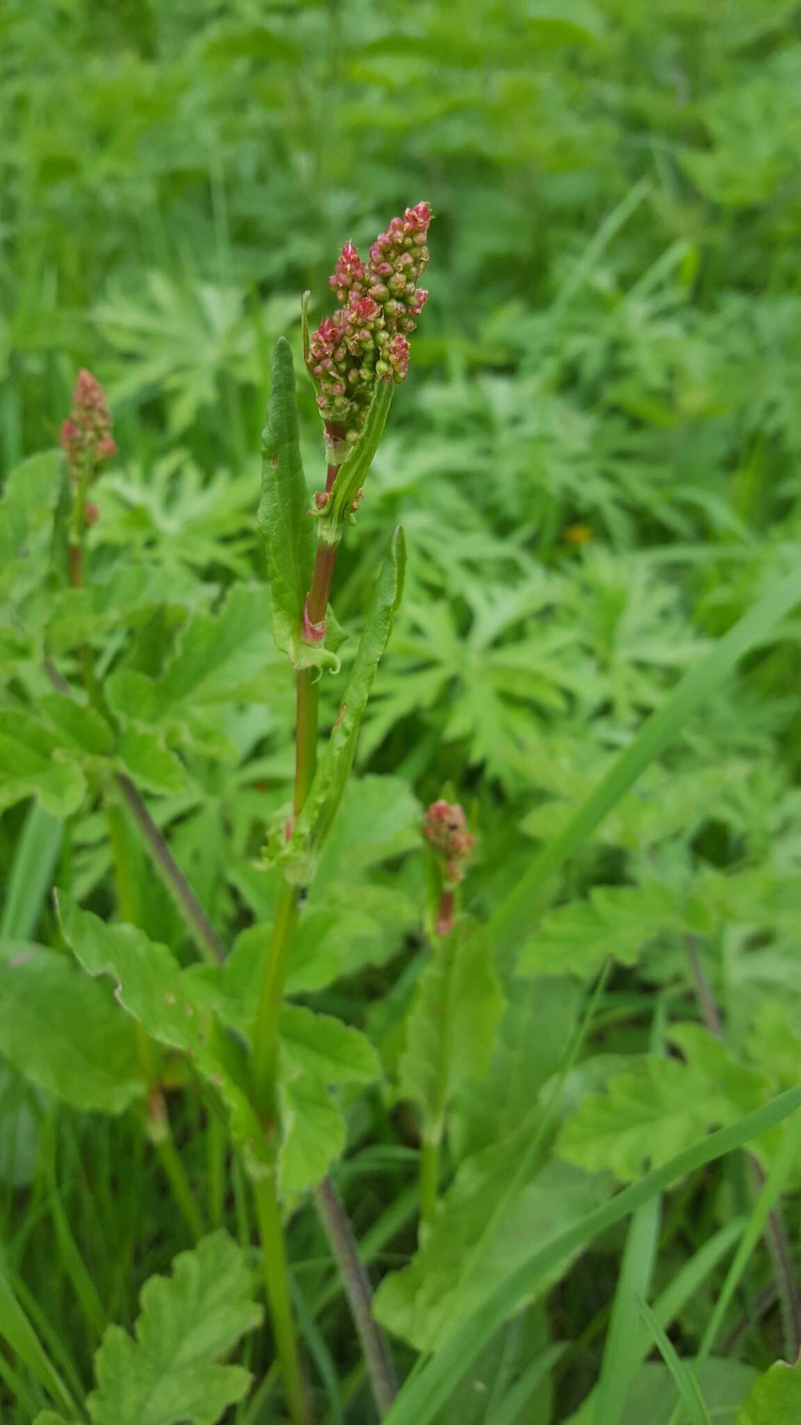 Plancia ëd Rumex acetosa L.