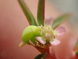 Image of Euphorbia potentilloides Boiss.