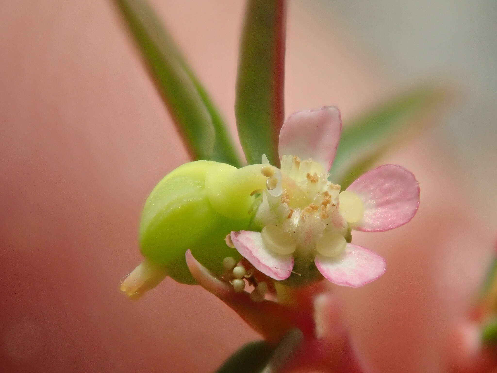 Image of Euphorbia potentilloides Boiss.