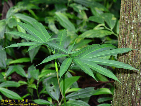 Image of Dancing Crane Cobra Lily