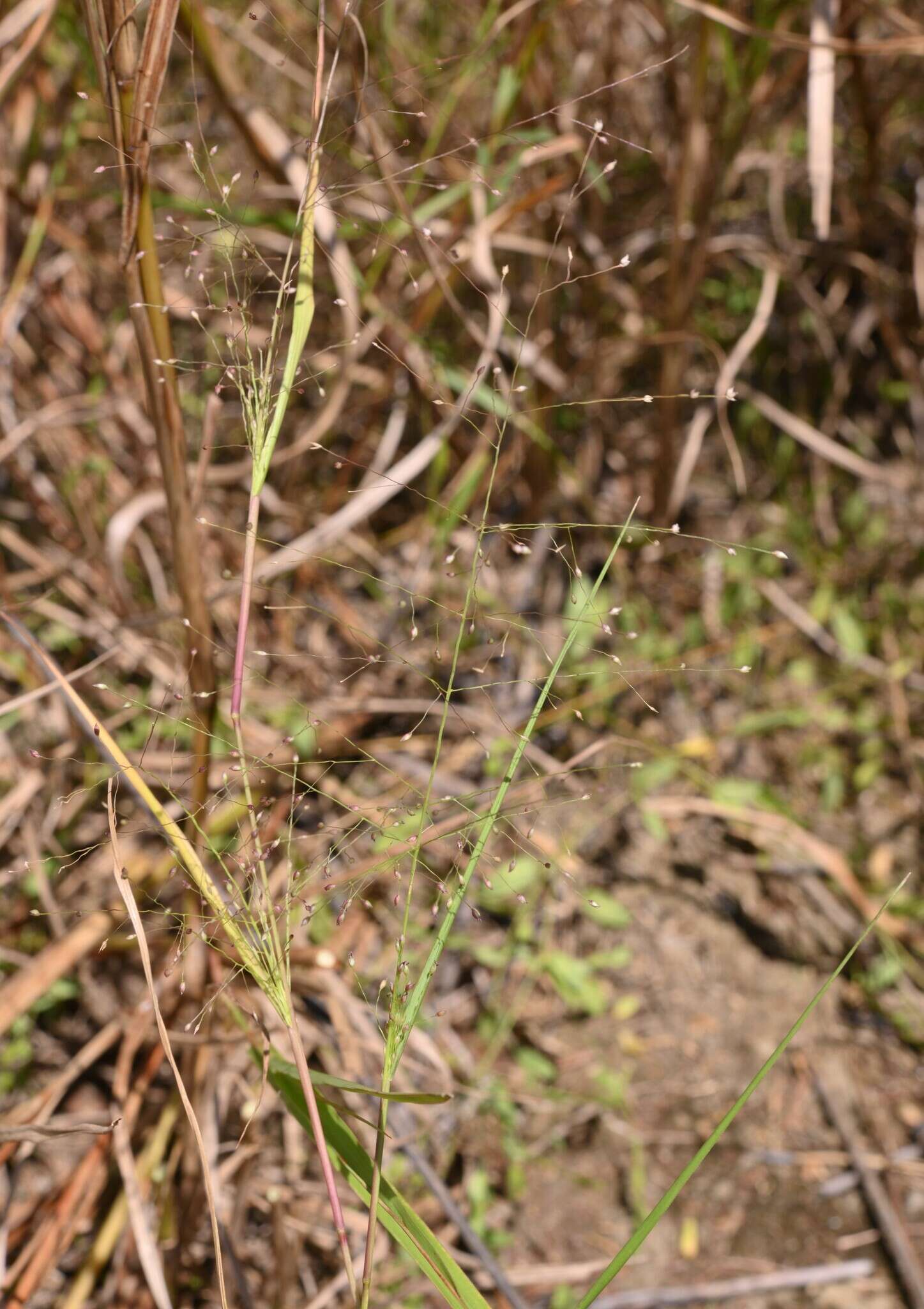 Imagem de Panicum humile Steud.