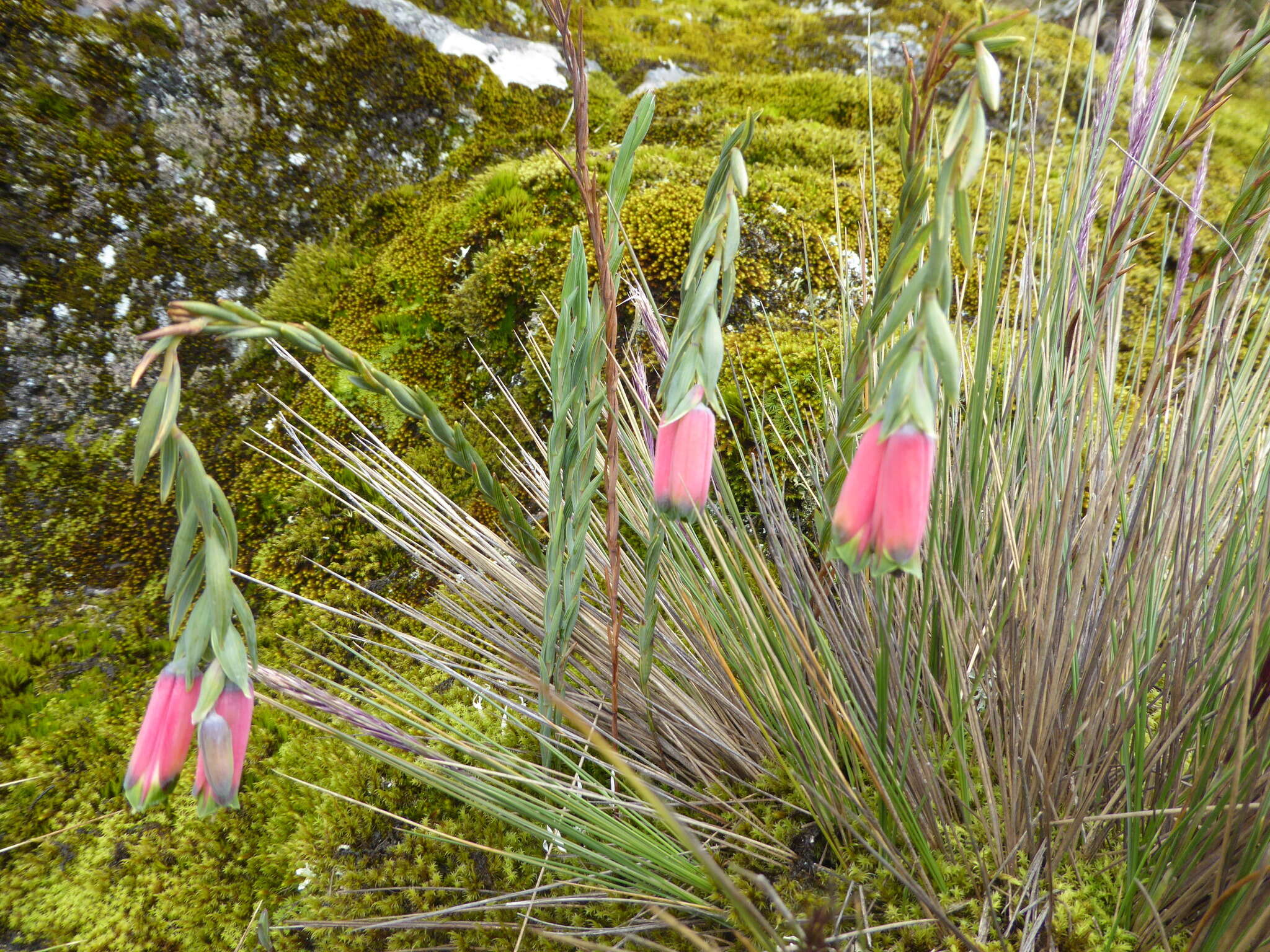 Image of Bomarea dulcis (Hook.) Beauverd