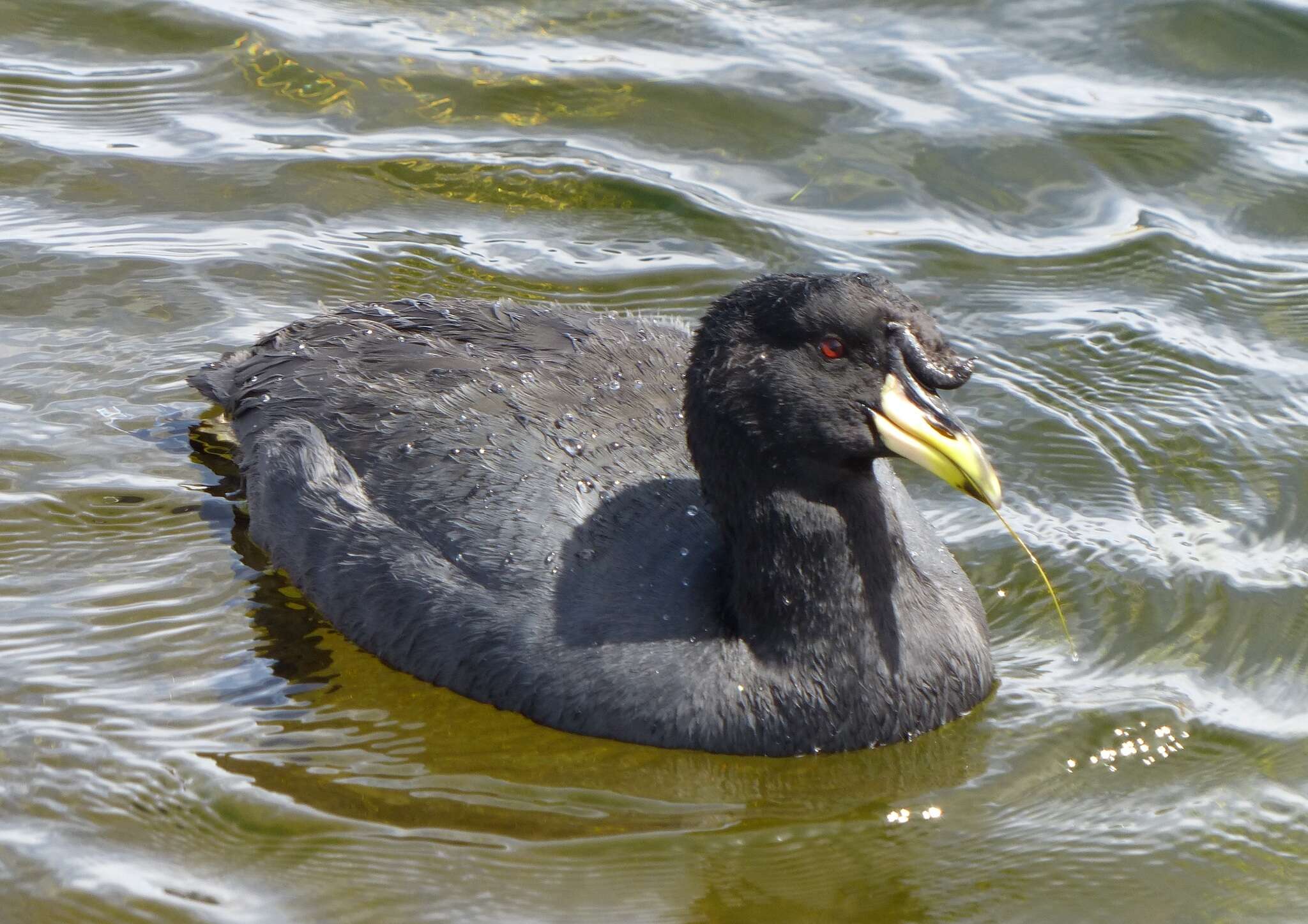 Image of Horned Coot