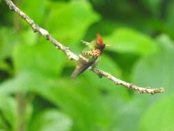 Lophornis ornatus (Boddaert 1783) resmi