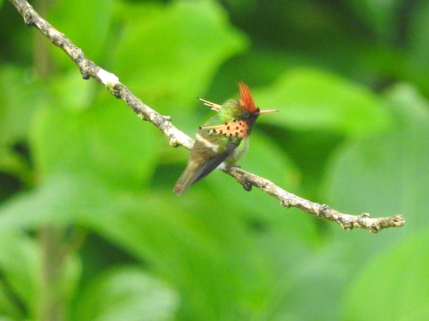 Image of Tufted Coquette