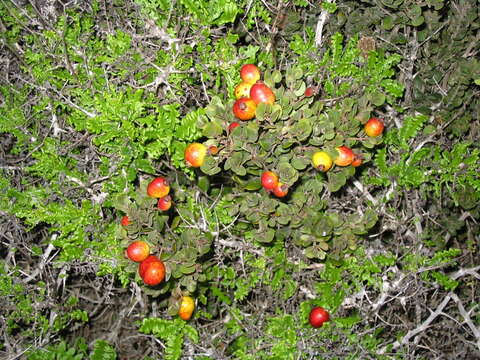 Image of Myrcianthes coquimbensis (Barnéoud) L. R. Landrum & F. T. Grifo