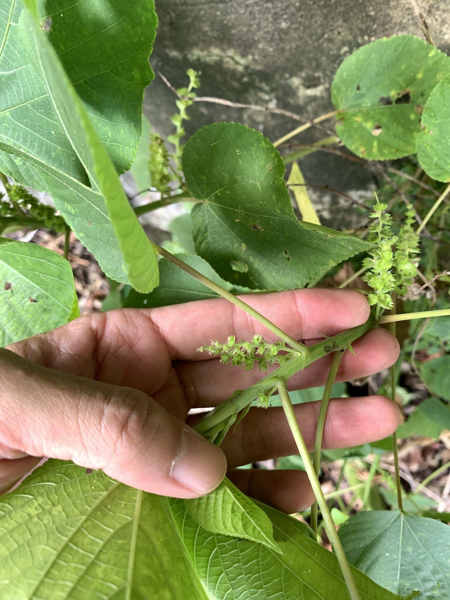 Image de Acalypha grandibracteata Merr.