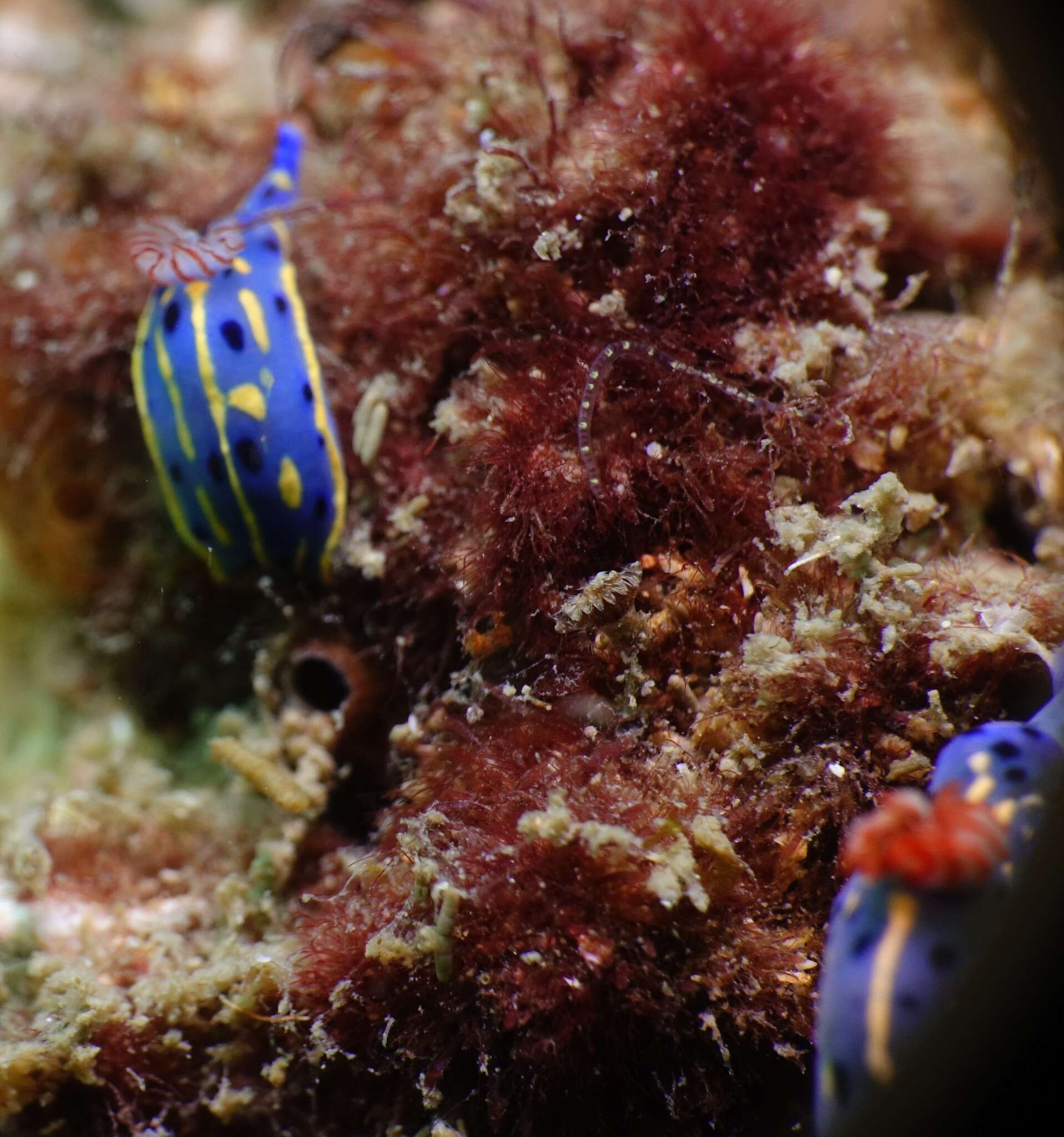 Image de Hypselodoris festiva (A. Adams 1861)