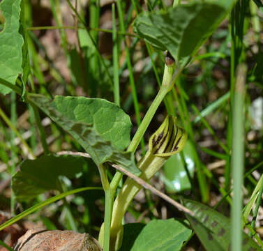 Image of Aristolochia paucinervis Pomel