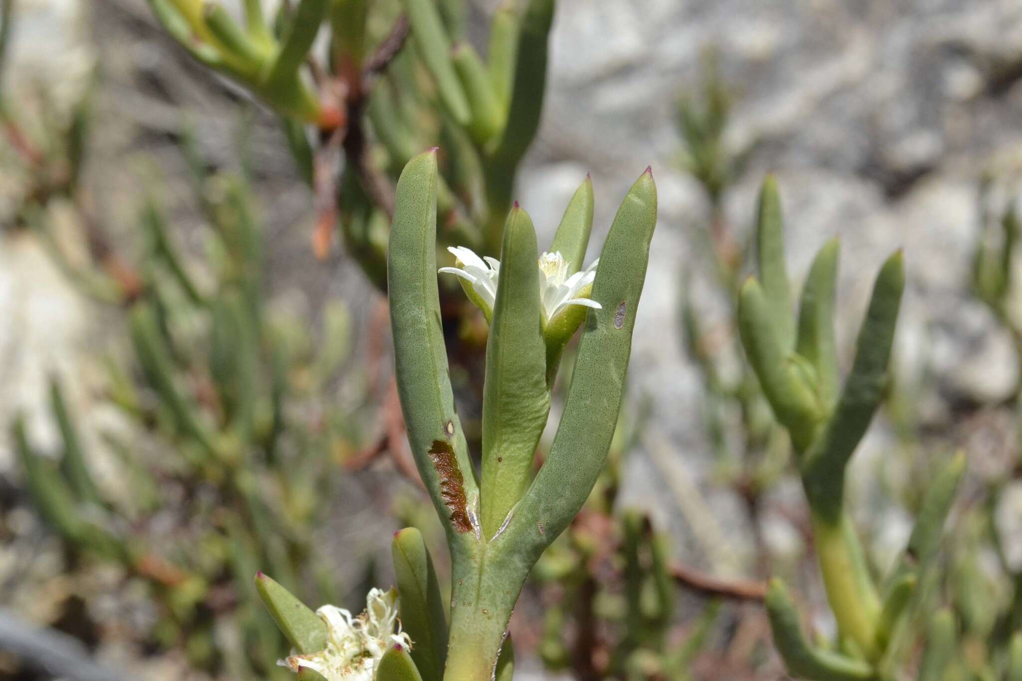 Image of Stayneria neilii (L. Bol.) L. Bol.