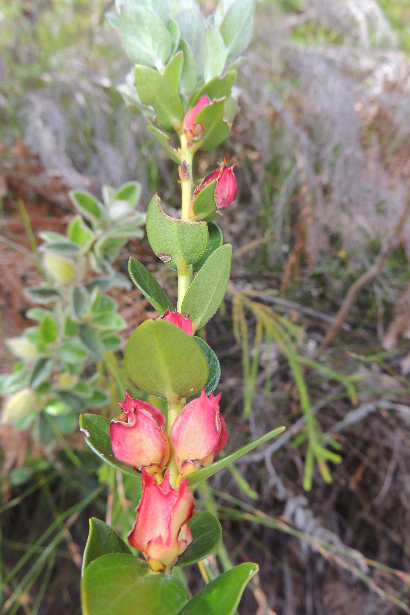 Imagem de Geissoloma marginata (L.) A. Juss.