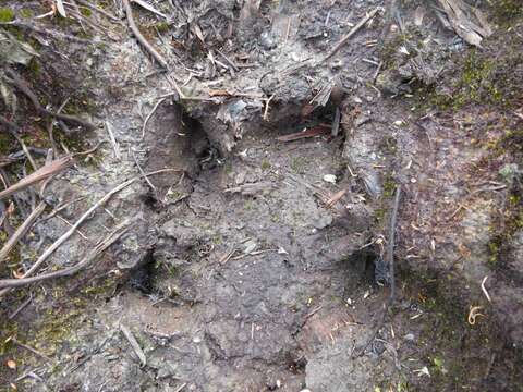 Image of Andean Tapir