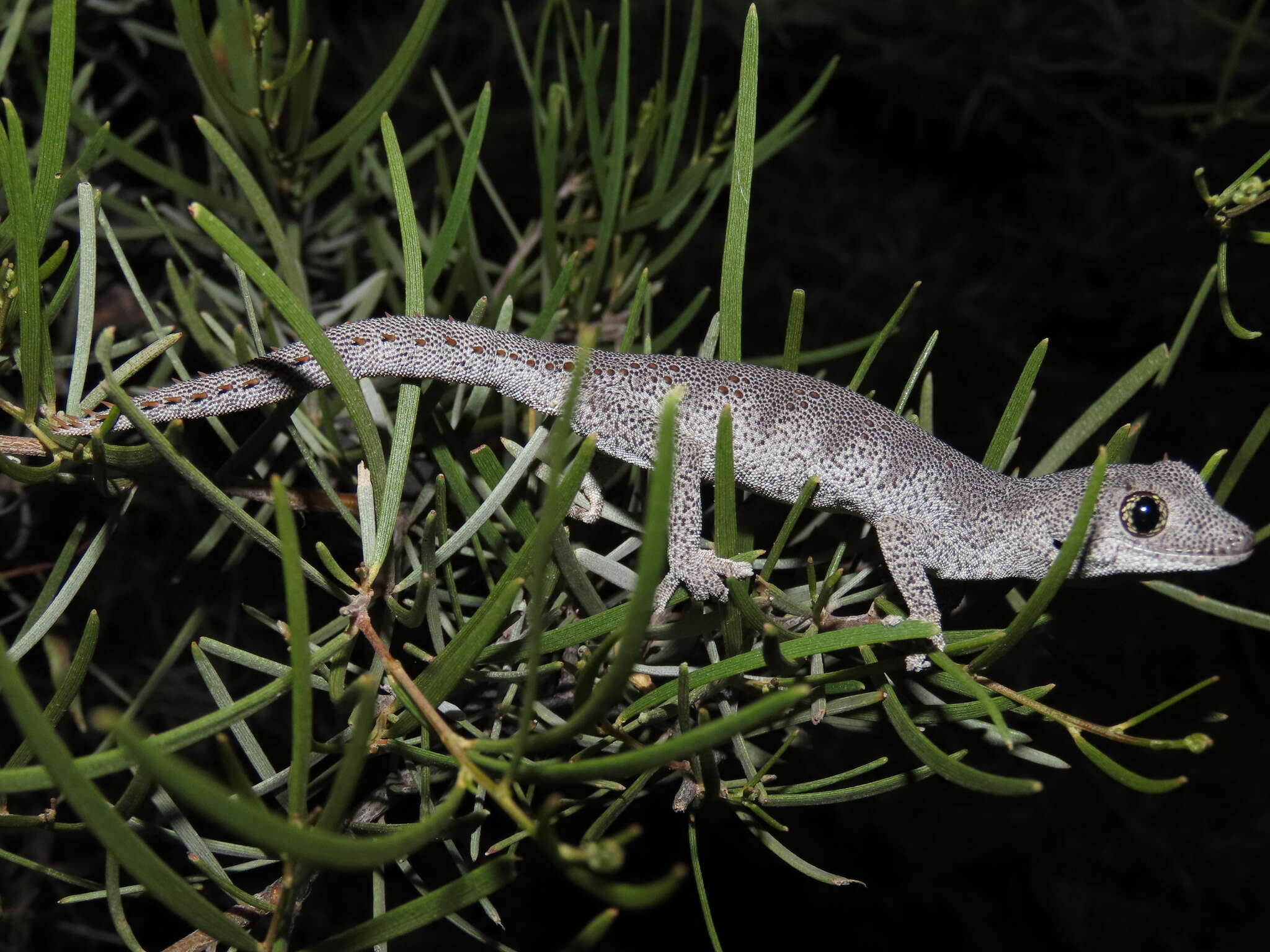 Image of Strophurus krisalys Sadlier 2005