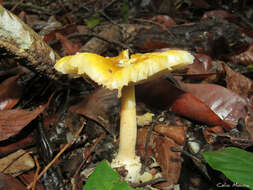 Image of Amanita viscidolutea Menolli, Capelari & Baseia 2009