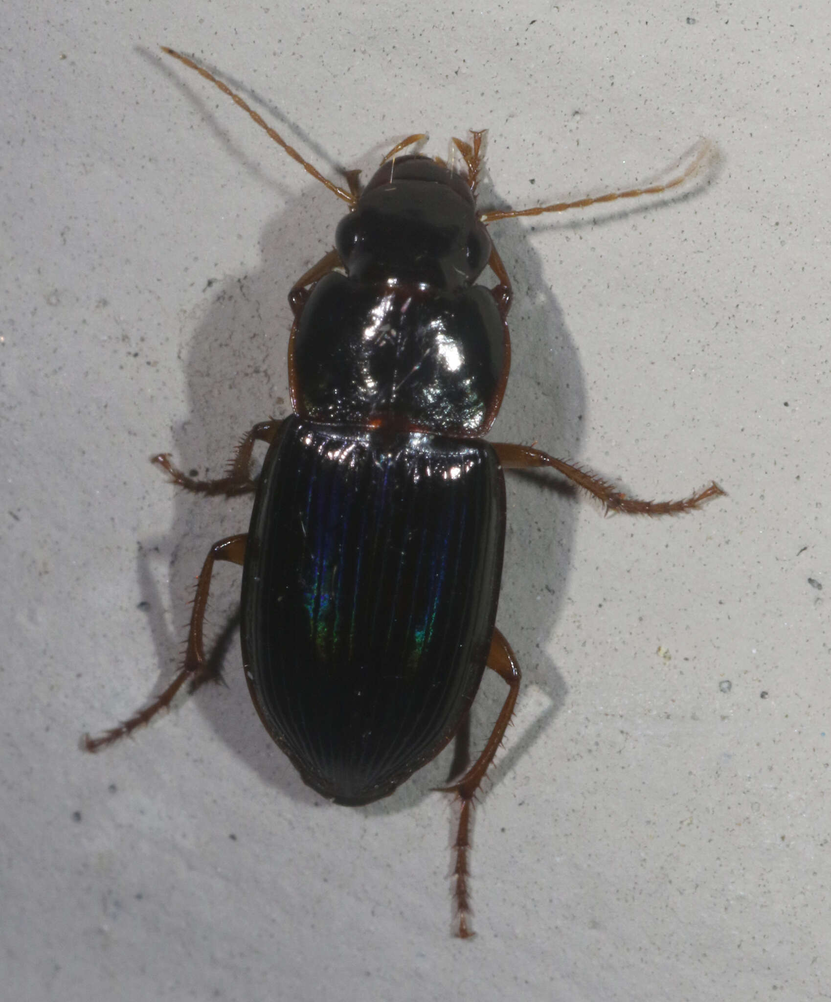 Selenophorus (Selenophorus) opalinus (Le Conte 1863) resmi