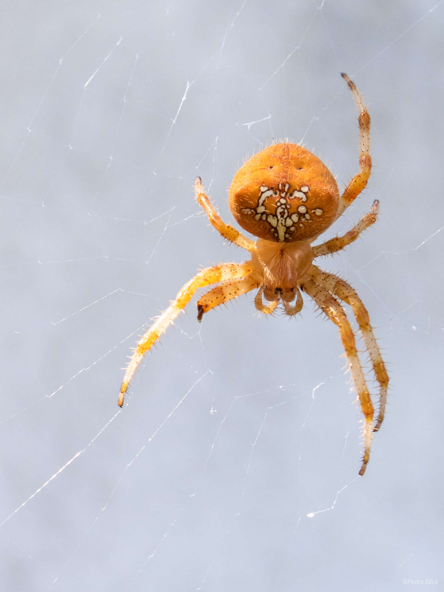 Image of Araneus pallidus (Olivier 1789)