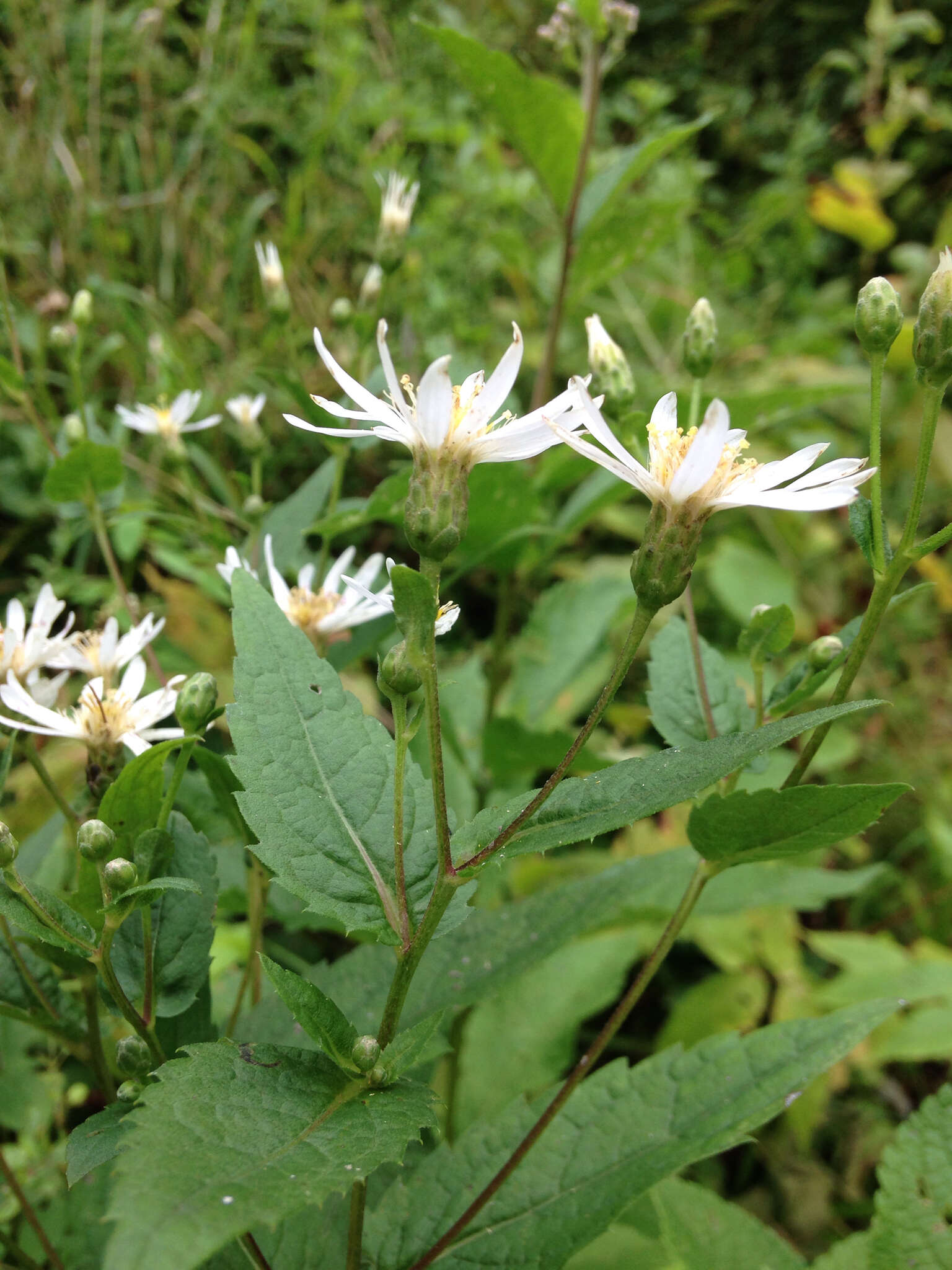 Sivun Eurybia furcata (E. S. Burgess) G. L. Nesom kuva