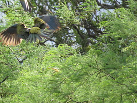 صورة Cyanoliseus patagonus conlara Nores & Yzurieta 1983