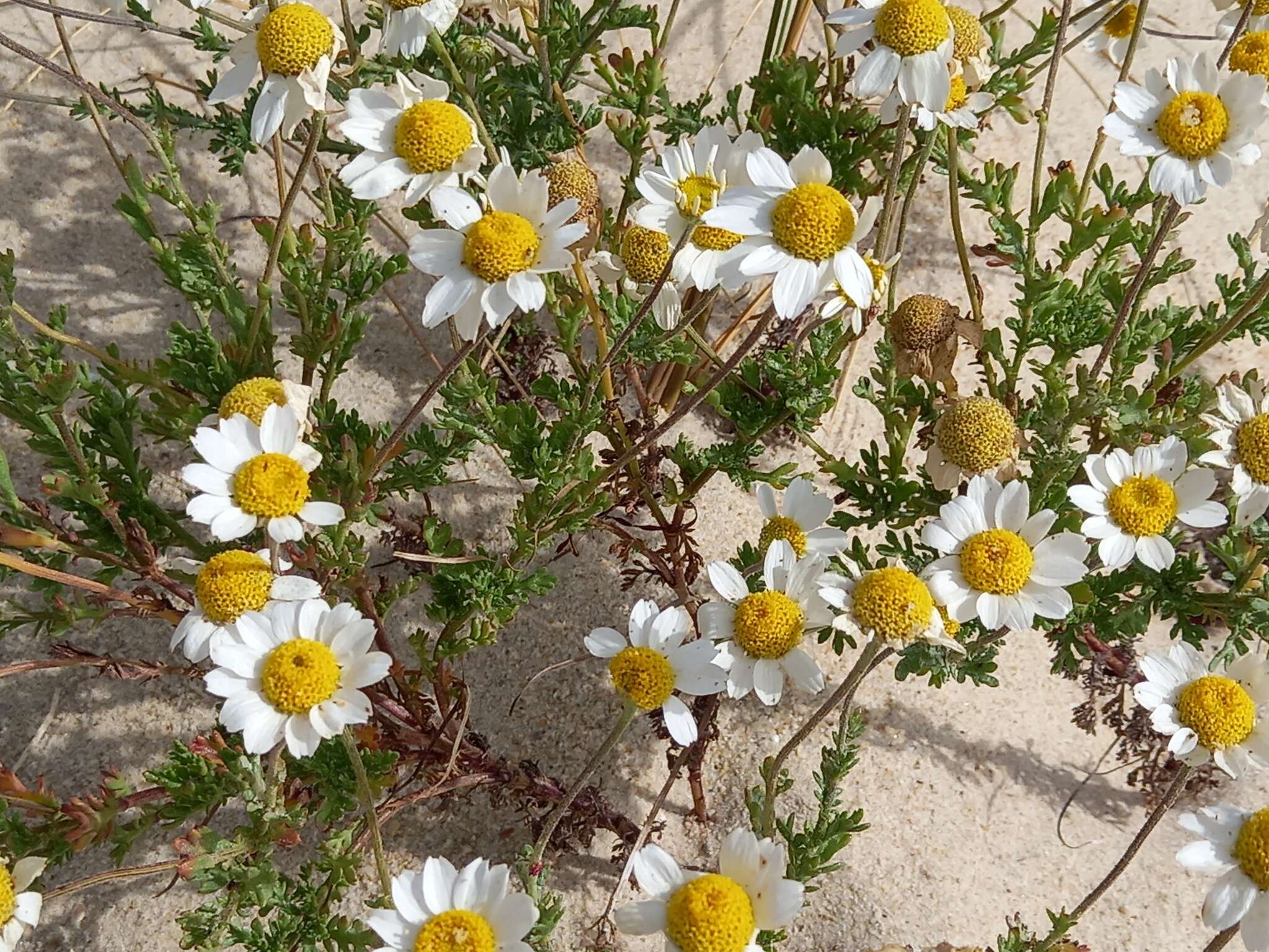 Слика од Anthemis maritima L.