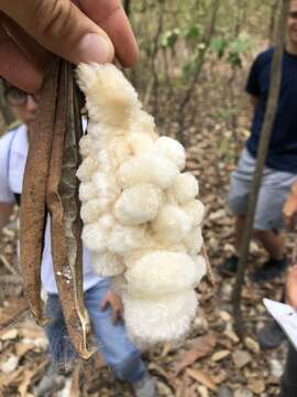 Image of Ceiba trischistandra (A. Gray) Bakhuisen