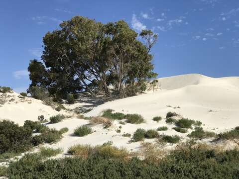 Sivun Eucalyptus gomphocephala A. Cunn. ex DC. kuva