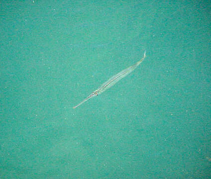 Image of Bermuda halfbeak