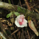 Image of Clitoria javitensis var. portobellensis (Beurl.) Fantz