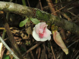 Plancia ëd Clitoria javitensis var. portobellensis (Beurl.) Fantz