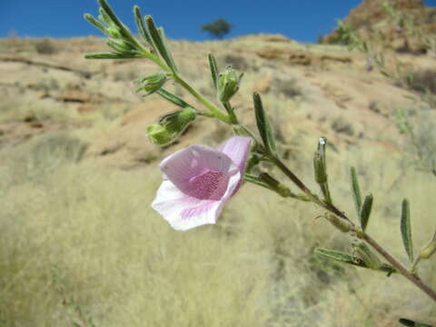 Image of Sesamum rigidum Peyr.