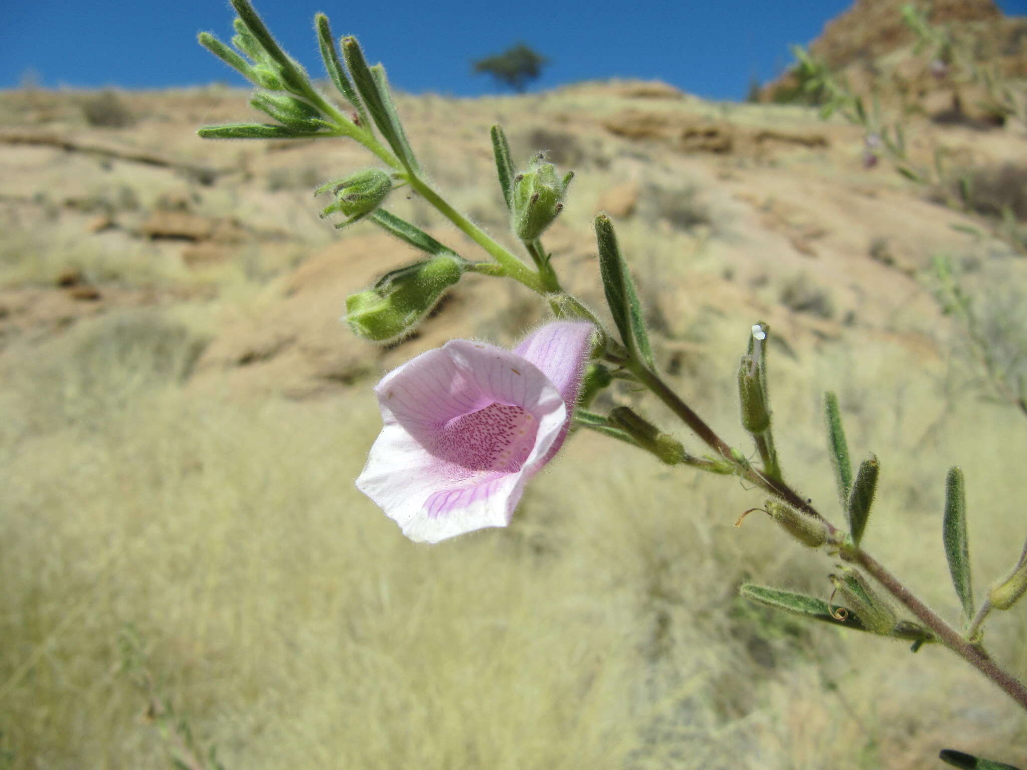 Image of Sesamum rigidum subsp. merenskyanum Ihlenf. & Seidenst.