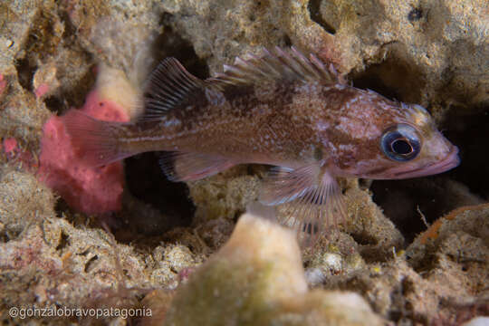 Image of Blackbelly rosefish