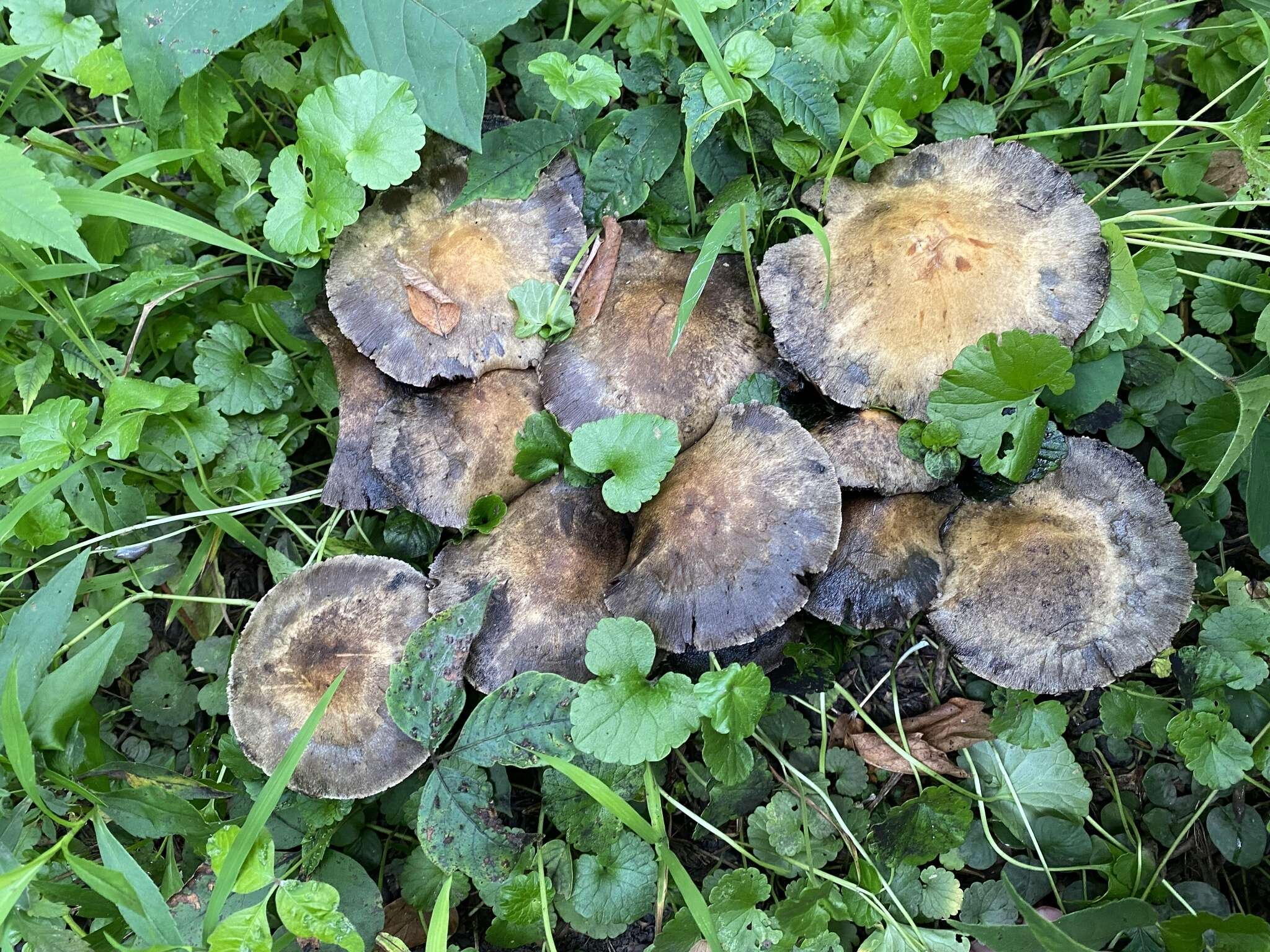 Sivun Psathyrella rugocephala (G. F. Atk.) A. H. Sm. 1972 kuva