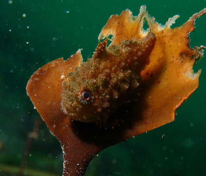 Image of Pacific spiny lumpsucker