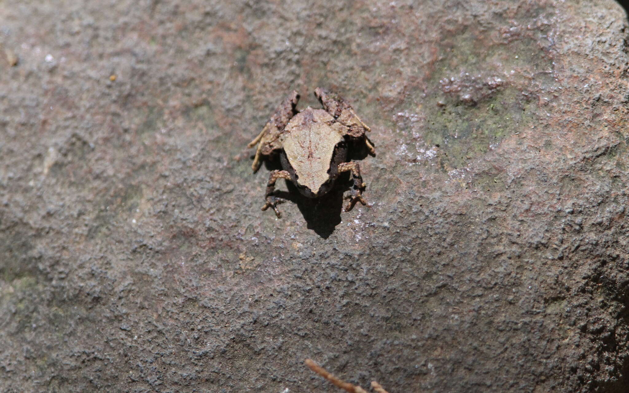 Image of Palmated Chorus Frog