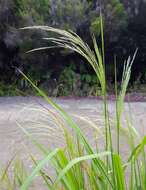 Image of Common Blown Grass