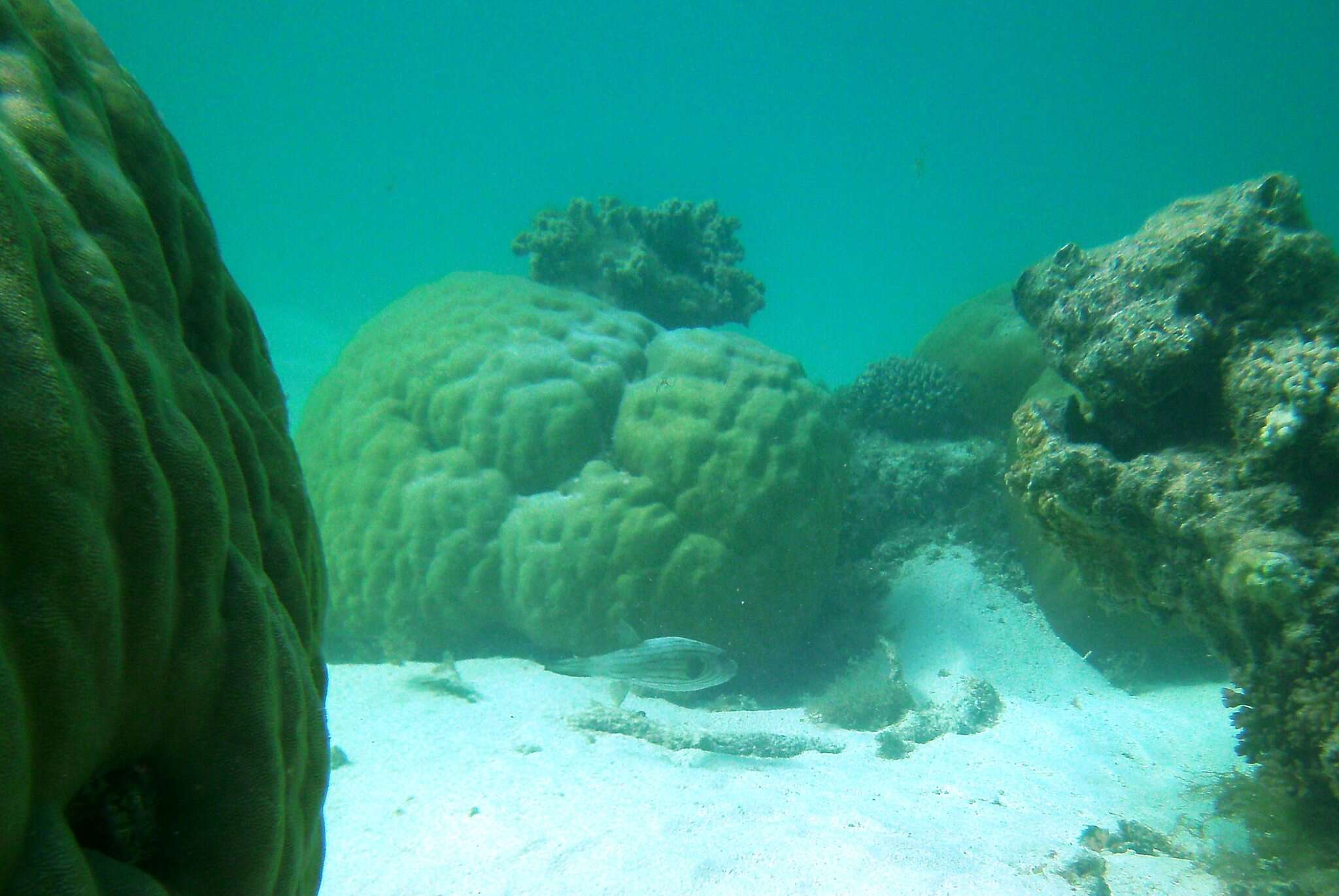 Image of Narrow-lined Puffer