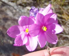 Image of Ixia confusa (G. J. Lewis) Goldblatt & J. C. Manning