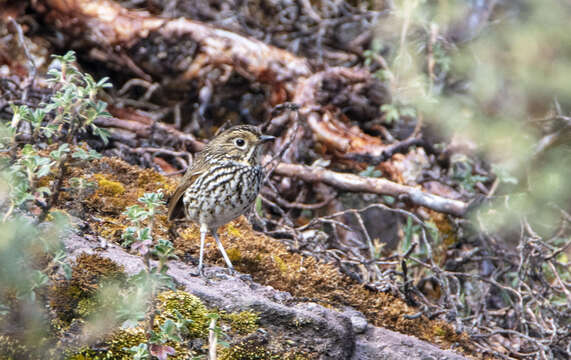 Image of Stripe-headed Antpitta