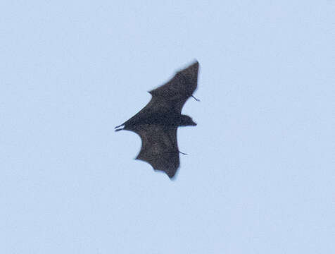Image of Flying Dog