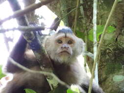 Image of Weeper Capuchin