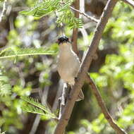 Image de Dryoscopus cubla okavangensis Roberts 1932