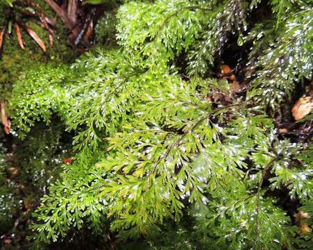 Image of Hymenophyllum demissum (G. Forst.) Sw.